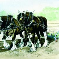 Shire Horses Jo & Sam Ploughing